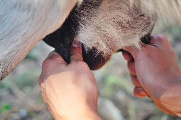 Женщина-фермер доит одну из своих коз крупным планом — стоковое фото