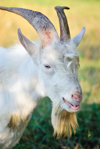 Nahaufnahme Porträt einer Ziege auf der Weide — Stockfoto