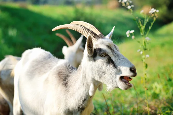 Goats on pasture on a sunny day — Stock Photo, Image
