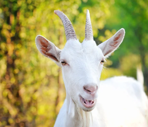 Close up portrait of a white goat in the pasture — Stock Photo, Image