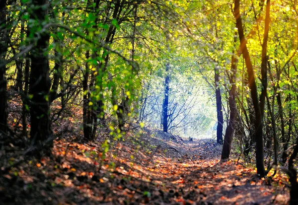 Прекрасний день в осінньому лісі з сонячними променями — стокове фото