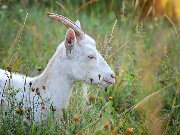 Retrato de uma cabra branca no pasto — Fotografia de Stock