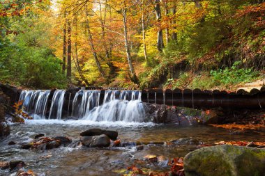 Sonbahar ormanında şelalesi olan güzel bir manzara. Sonbahar güneşli bir gün
