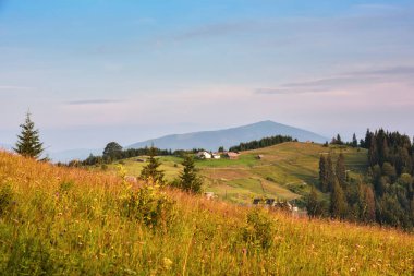 Renkli otlarla dolu güzel bir dağ manzarası. Carpathian, Ukrayna, Avrupa