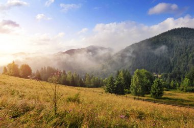Renkli ağaçlar ve bitkilerle muhteşem bir dağ manzarası. Sonbahar güneşli sabahı. Carpathian, Ukrayna, Avrupa