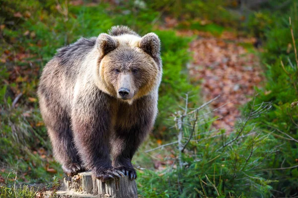 Ung Europeisk Brunbjörn Auktoritetsskogen — Stockfoto