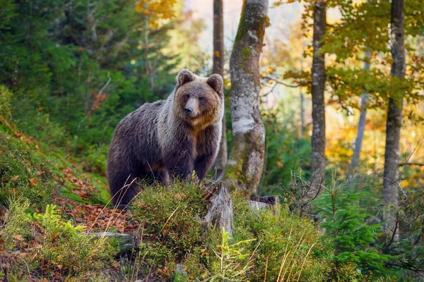 Giovane Orso Bruno Europeo Nella Foresta Autunno — Foto Stock