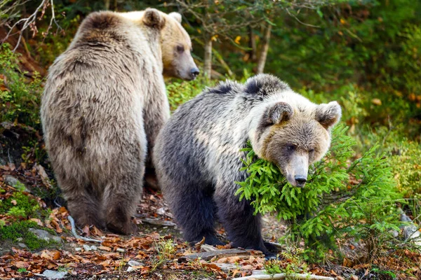 Dois Jovens Ursos Castanhos Floresta Outono — Fotografia de Stock
