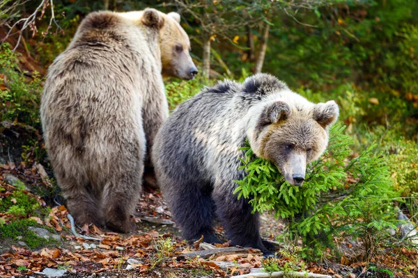 Deux Jeunes Ours Bruns Dans Forêt Authumn — Photo