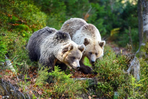 Dos Osos Pardos Jóvenes Bosque Auténtico —  Fotos de Stock