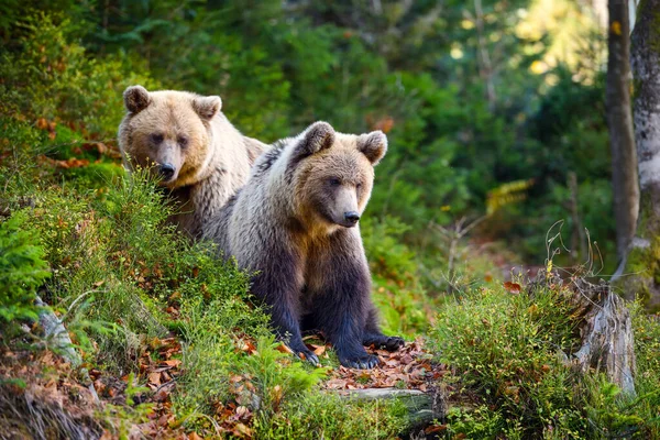 Dos Osos Pardos Jóvenes Bosque Auténtico —  Fotos de Stock