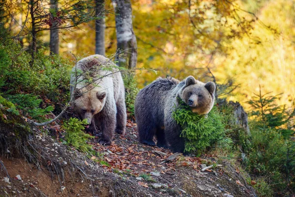 Двоє Молодих Бурих Ведмедів Лісі — стокове фото