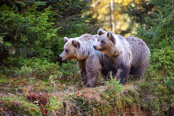 Dos Osos Pardos Jóvenes Bosque Auténtico —  Fotos de Stock