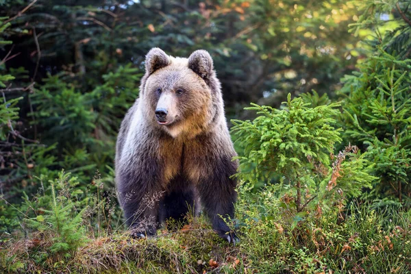 Junger Europäischer Braunbär Wald — Stockfoto