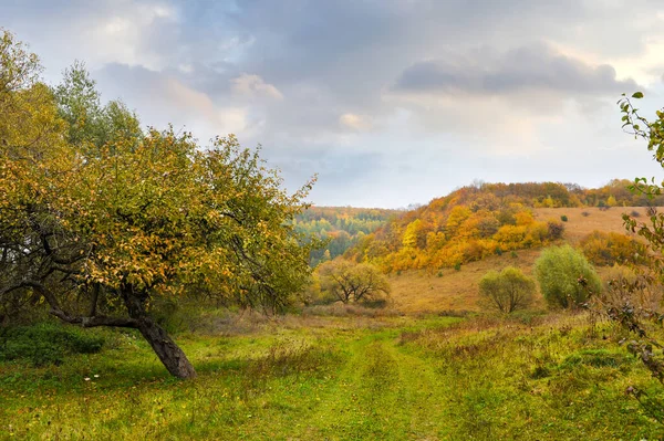 美丽的秋天风景 绿树成荫 — 图库照片