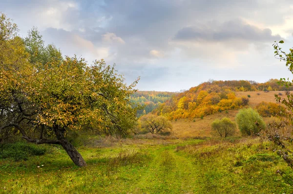 Bellissimo Paesaggio Autunnale Con Alberi Colorati — Foto Stock