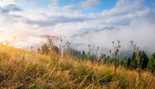Verbazingwekkend Berglandschap Met Mist Kleurrijke Kruiden Zonnige Ochtend Regen Karpaten — Stockfoto