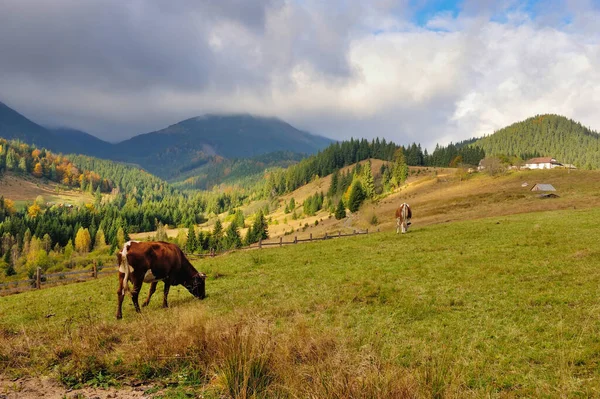 Vaca Marrón Con Patrón Blanco Pasto Montaña Nebulosa Mañana Otoño —  Fotos de Stock