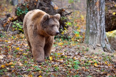 Sonbahar renkli ormandaki Avrupa kahverengi ayısı. Ormandaki büyük kahverengi ayı..