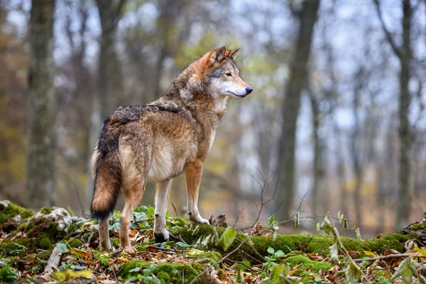 Lupo Canis Lupus Nella Foresta Autunnale Lupo Grigio Nell Habitat — Foto Stock