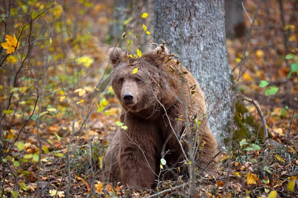 Ευρωπαϊκή Καφέ Αρκούδα Στο Φθινόπωρο Χρωματιστό Δάσος Μεγάλη Καφέ Αρκούδα — Φωτογραφία Αρχείου