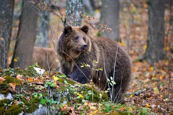 Ευρωπαϊκή Καφέ Αρκούδα Στο Φθινόπωρο Χρωματιστό Δάσος Μεγάλη Καφέ Αρκούδα — Φωτογραφία Αρχείου