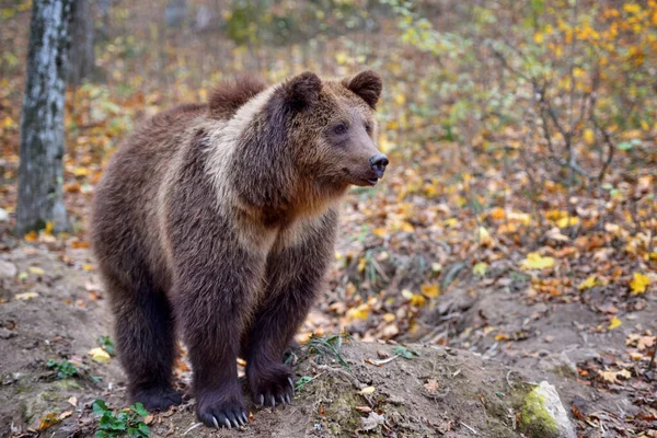 Европейский Бурый Медведь Осеннем Цветном Лесу Большой Бурый Медведь Лесу — стоковое фото