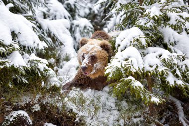 Vahşi kahverengi ayı (Ursus arctos) kış ormanında