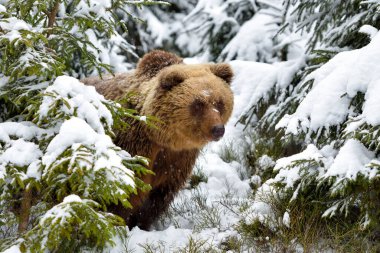Vahşi kahverengi ayı (Ursus arctos) kış ormanında