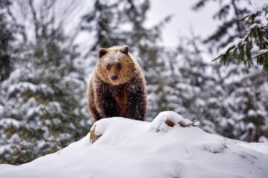 Karda vahşi kahverengi ayı (Ursus arctos). Doğal yaşam alanı. Kış mevsimi.