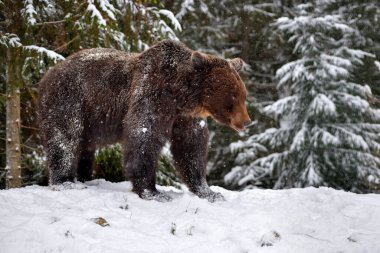 Vahşi kahverengi ayı (Ursus arctos) kış ormanında
