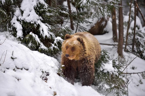 Vahşi Kahverengi Ayı Ursus Arctos Kış Ormanında — Stok fotoğraf