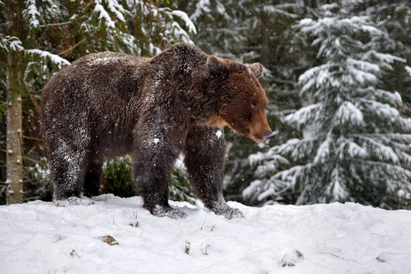 Άγρια Καφέ Αρκούδα Ursus Arctos Στο Χειμερινό Δάσος — Φωτογραφία Αρχείου