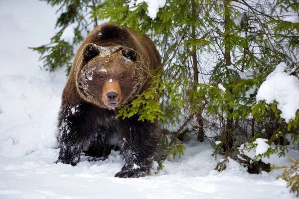 Urso Pardo Selvagem Ursus Arctos Floresta Inverno — Fotografia de Stock