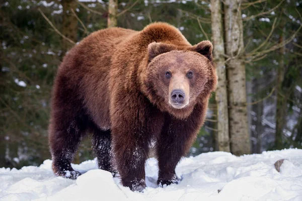 Karda Vahşi Kahverengi Ayı Ursus Arctos — Stok fotoğraf