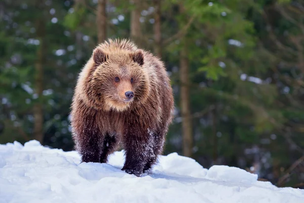 Cute Little Brown Bear Snow Winter Forest — Stock Photo, Image