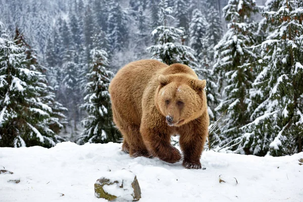 Vahşi Kahverengi Ayı Ursus Arctos Kış Ormanında — Stok fotoğraf