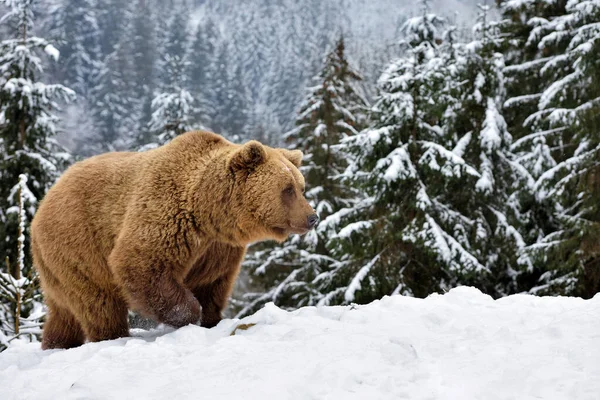 Άγρια Καφέ Αρκούδα Ursus Arctos Στο Χιόνι — Φωτογραφία Αρχείου