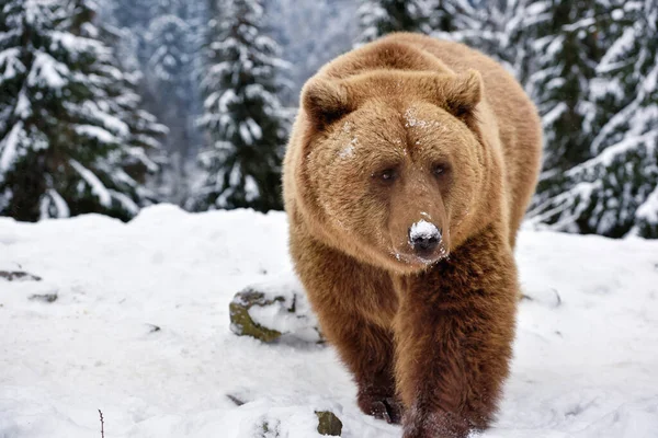 Wild Brown Bear Ursus Arctos Snow — Stock Photo, Image