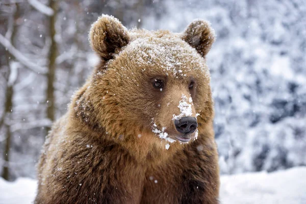 Krásný Zblízka Portrét Medvěda Hnědého Ursus Arctos — Stock fotografie