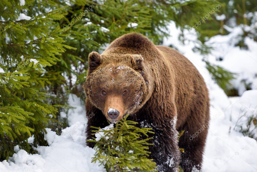 Wild brown bear (Ursus arctos) in winter forest