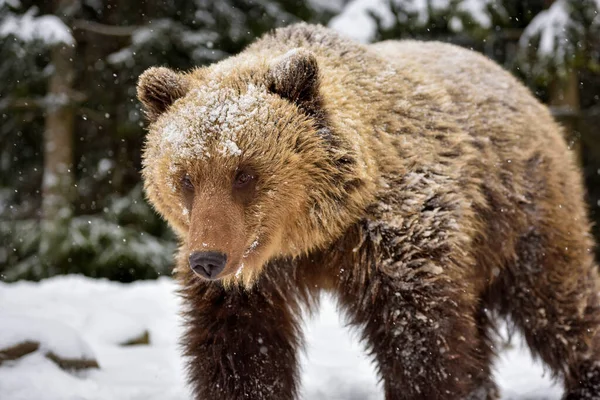 Beautiful Close Portrait Brown Bear Ursus Arctos — Stock Photo, Image