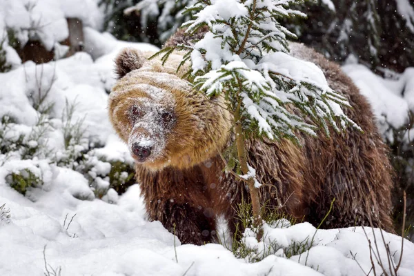 Vahşi Kahverengi Ayı Ursus Arctos Kış Ormanında — Stok fotoğraf