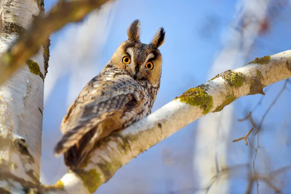 Eine Langohr Eule Asio Otus Sitzt Auf Einem Baum Vor — Stockfoto