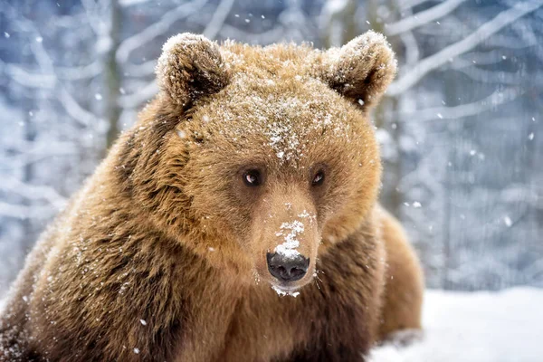 Güzel Yakın Plan Portresi Ursus Arctos — Stok fotoğraf