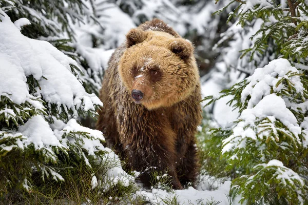 Urso Pardo Selvagem Ursus Arctos Floresta Inverno Habitat Natural Temporada — Fotografia de Stock