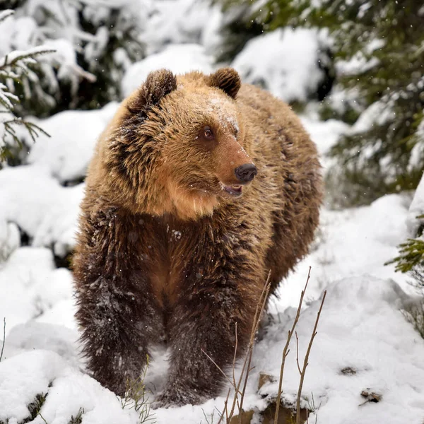 Wild Brown Bear Ursus Arctos Winter Fores — Stock Photo, Image