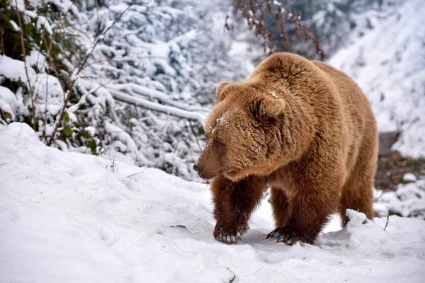 Wild Brown Bear Ursus Arctos Snow — Stock Photo, Image