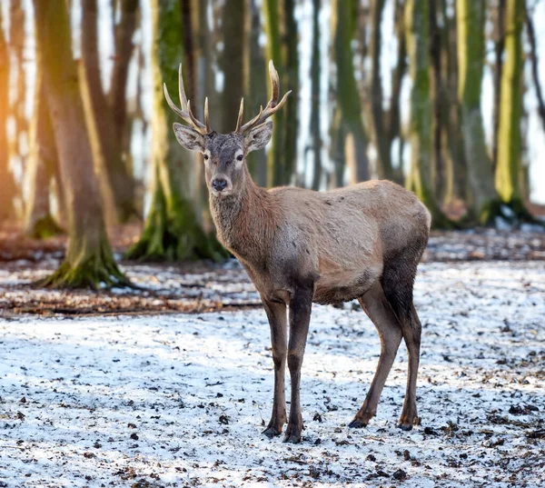 Unga Hanrådjur Vinterskogen Naturlig Livsmiljö Vintersäsong — Stockfoto