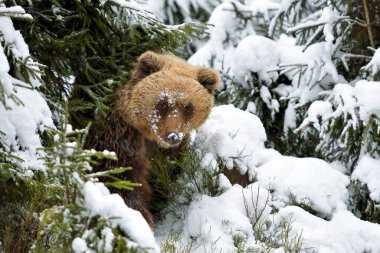 Vahşi kahverengi ayı (Ursus arctos) kış ormanında. Doğal yaşam alanı. Kış mevsimi.